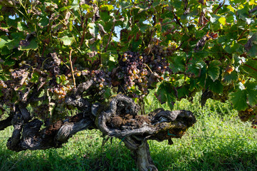 Ripe ready to harvest Semillon white grape on Sauternes vineyards in Barsac village affected by Botrytis cinerea noble rot, making of sweet dessert Sauternes wines in Bordeaux, France