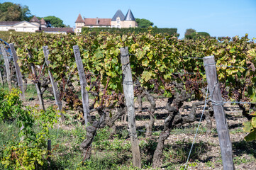 Fototapeta na wymiar Ripe ready to harvest Semillon white grape on Sauternes vineyards in Barsac village affected by Botrytis cinerea noble rot, making of sweet dessert Sauternes wines in Bordeaux, France
