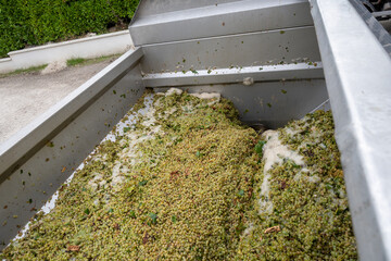 Works at distillery. Harvest time in Cognac white wine region, Charente, crushing and pressing of...