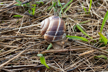 French cuisine, big tasty edible land snails escargot growing on snail farm in Burgugne, France close up