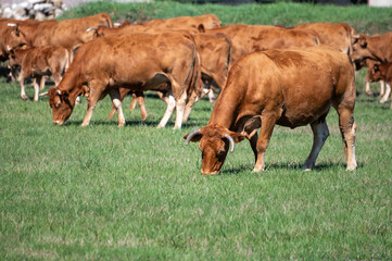 Herd of cows resting on green grass pasture, milk, cheese and meat production in Bordeaux, Haut-Medoc, France