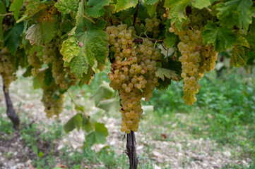 Harvest time in Cognac white wine region, Charente, ripe ready to harvest ugni blanc grape uses for...