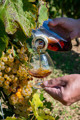 Tasting of Cognac strong alcohol drink in Cognac region, Charente with ripe ready to harvest ugni...