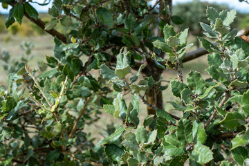 Truffle farm, cultivation of black winter Perigord truffles mushrooms, Tuber melanosporum, oak plantation, truffle hunting on fields with oak trees
