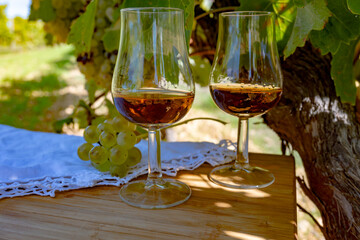 Tasting of Cognac strong alcohol drink in Cognac region, Charente with ripe ready to harvest ugni blanc grape on background uses for spirits distillation, France