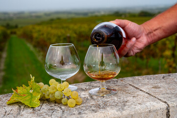 Tasting of Cognac strong alcohol drink in Cognac region, Charente with rows of ripe ready to...