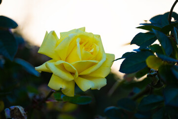薔薇