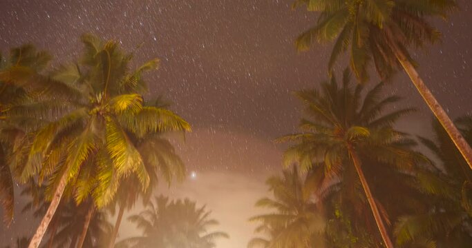 pam trees street stars timelapse