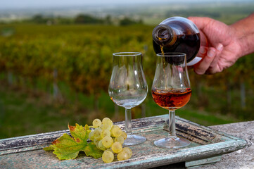 Tasting of Cognac strong alcohol drink in Cognac region, Charente with rows of ripe ready to...