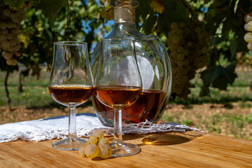 Tasting of Cognac strong alcohol drink in Cognac region, Charente with ripe ready to harvest ugni...