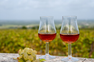 Tasting of Cognac strong alcohol drink in Cognac region, Charente with rows of ripe ready to harvest ugni blanc grape on background uses for spirits distillation, France