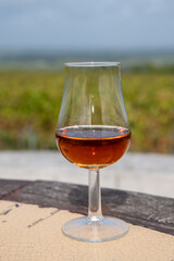 Tasting of Cognac strong alcohol drink in Cognac region, Charente with rows of ripe ready to harvest ugni blanc grape on background uses for spirits distillation, France