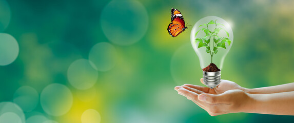 Human hand holding plant growing in the light bulb with butterfly on Green background. Think green,...