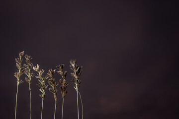 plantas silvestres en hilera con fondo obscuro y espacio para texto