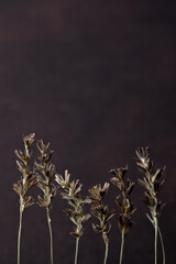 hilera de plantitas silvestres sobre fondo obscuro 