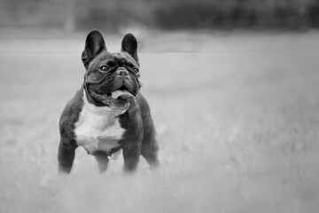 The cute French bulldog with long tongue in the park picture color