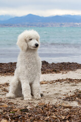 White Poddle  sit on the sand at the beach 