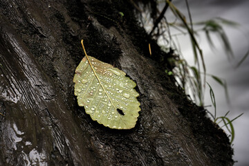 Dew Covered Leaf