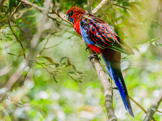 Crimson Rosella Angled