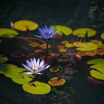 Water Lily in the Pond