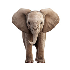 Obraz premium 3D elephant baby isolated on transparent