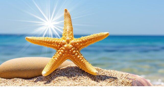A sunlit starfish on the beach beside a smooth stone