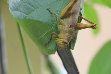 Green grasshoppers are eating bean leaves