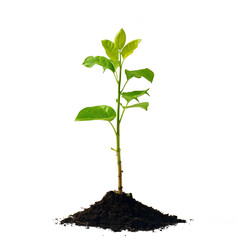green seedlings growing on a pile of soil, on a plain white background. file PNG