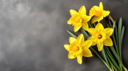 Obraz premium Yellow daffodils on a dark grey textured background