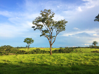 Lonely trees in the Brazilian savanna in summer