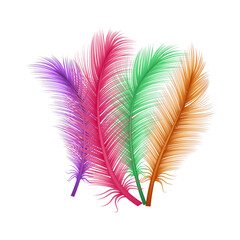 vector feathers isolated on white background