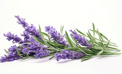 Naklejka premium purple lavender flowers in the photo on a white background.. generative AI