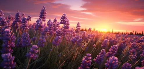 Foto op Canvas View of a field with purple Lavender flowers and a beautiful sunset view. generative AI © original logo