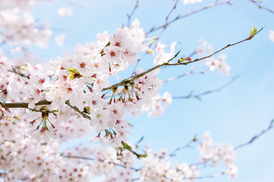 Beautiful cherry trees in full bloom against a blue sky background.