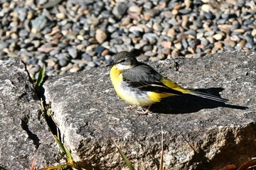 A gray wagtail (Motacilla cinerea). A wild bird with a yellow belly that lives near water.