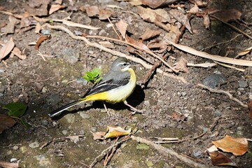 A gray wagtail (Motacilla cinerea). A wild bird with a yellow belly that lives near water.