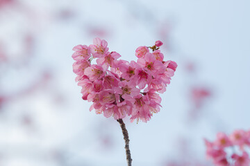 Closeup shot of cherry blossoms in spring pink cherry blossoms