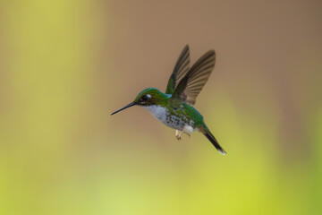 White-booted Racket-tail - Female - Ocreatus underwoodii, green bird of hummingbird in the brilliants, long tail with two flags. 4K resolution, best of Ecuador