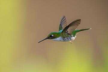 White-booted Racket-tail - Female - Ocreatus underwoodii, green bird of hummingbird in the brilliants, long tail with two flags. 4K resolution, best of Ecuador