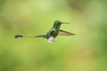 White-booted Racket-tail - Ocreatus underwoodii, green bird of hummingbird in the brilliants, long tail with two flags. 4K resolution, best of Ecuador