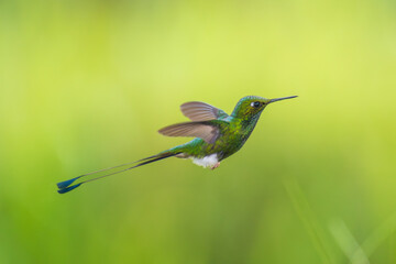 White-booted Racket-tail - Ocreatus underwoodii, green bird of hummingbird in the brilliants, long tail with two flags. 4K resolution, best of Ecuador © Miroslav Srb
