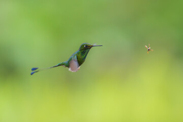 White-booted Racket-tail - Ocreatus underwoodii, green bird of hummingbird in the brilliants, long tail with two flags. 4K resolution, best of Ecuador