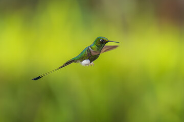 White-booted Racket-tail - Ocreatus underwoodii, green bird of hummingbird in the brilliants, long tail with two flags. 4K resolution, best of Ecuador