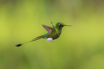 White-booted Racket-tail - Ocreatus underwoodii, green bird of hummingbird in the brilliants, long tail with two flags. 4K resolution, best of Ecuador