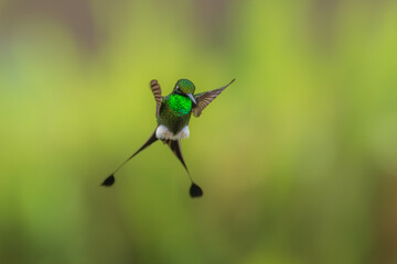 White-booted Racket-tail - Ocreatus underwoodii, green bird of hummingbird in the brilliants, long tail with two flags. 4K resolution, best of Ecuador