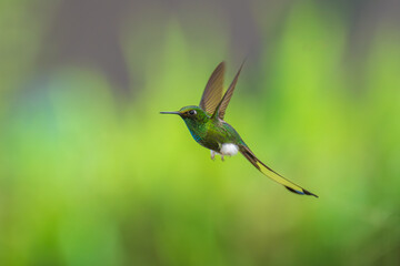 White-booted Racket-tail - Ocreatus underwoodii, green bird of hummingbird in the brilliants, long tail with two flags. 4K resolution, best of Ecuador