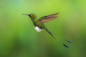 White-booted Racket-tail - Ocreatus underwoodii, green bird of hummingbird in the brilliants, long tail with two flags. 4K resolution, best of Ecuador © Miroslav Srb