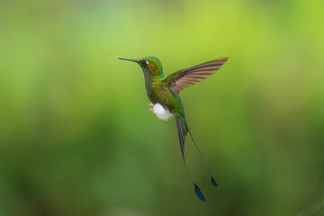 White-booted Racket-tail - Ocreatus underwoodii, green bird of hummingbird in the brilliants, long tail with two flags. 4K resolution, best of Ecuador © Miroslav Srb
