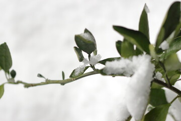 春を待つミカンの苗木