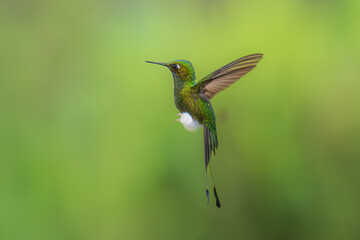 Fototapeta premium White-booted Racket-tail - Ocreatus underwoodii, green bird of hummingbird in the brilliants, long tail with two flags. 4K resolution, best of Ecuador